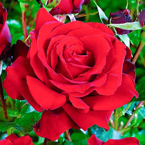 Rosa de flor grande Cygne Noir, root ball - Plântulas: Ilość w opakowaniu: 1 plant