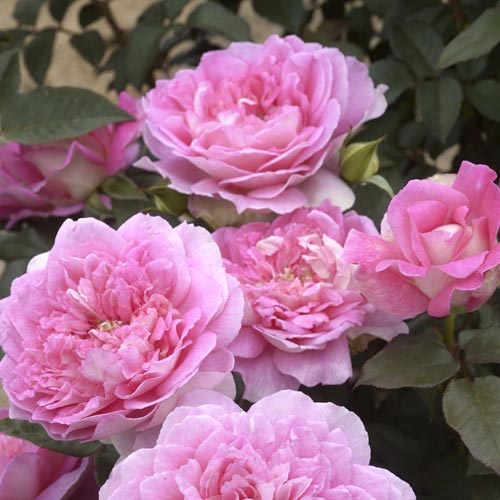 Rosa de flor grande Borneo Odore , C5 - Plântulas: Ilość w opakowaniu: 1 plant