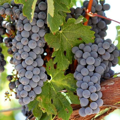 1 saz, Vinná réva Cabernet - : Monžstvo balíkov: 1 saz