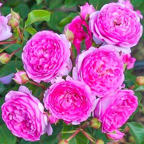 1 saz, Růže floribunda Vaza Lavender - : Monžstvo balíkov: 1 saz