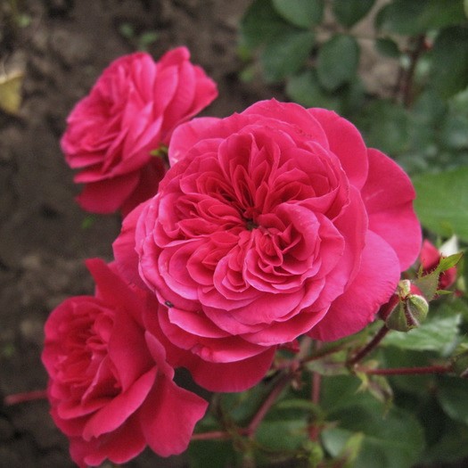 1 db, Rózsák floribunda Sava Reka - Palánták: Mod de ambalare: 1 db