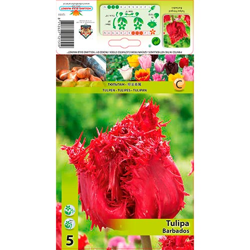Tulipe Barbados - Bulbos: Ilość w opakowaniu: 5 bulbos