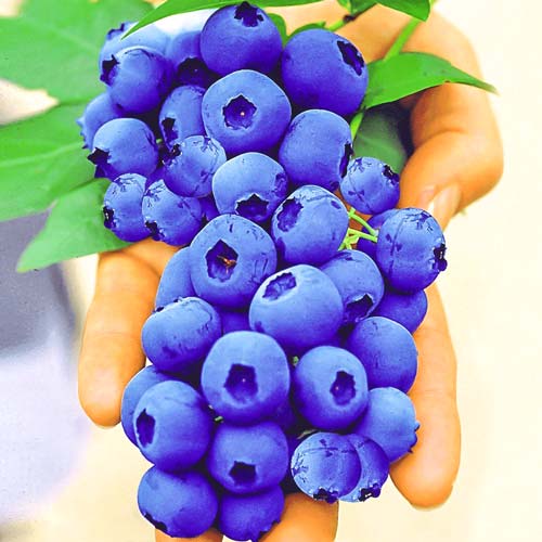 1 sadz, Borówka amerykańska Sunt Blue Giant - Sadzonki: Ilość w opakowaniu: 1 sadz
