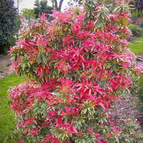 1 buc, Pieris Flaming Silver - Răsaduri: Mod de ambalare: 1 buc