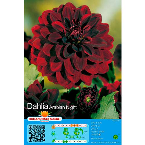 1 buc, Dalie Arabian Night - Bulbi: Mod de ambalare: 1 buc