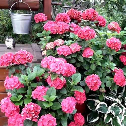 1 buc, Hortensia macrophylla Sibilla - Răsaduri: Mod de ambalare: 1 buc