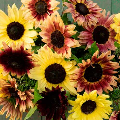 1 szt, Sonnenblumen Beauty, mix - Samen: Ilość w opakowaniu: 1 Stück