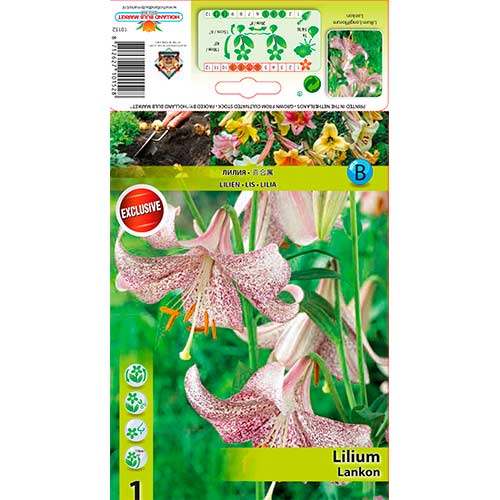 1 Stück, Lilie Lankon - Zwiebeln: Ilość w opakowaniu: 1 Stück