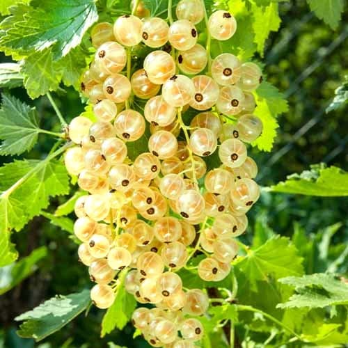 Grosella blanca Versaille, Р9 - Plántulas: Ilość w opakowaniu: 1 plantas