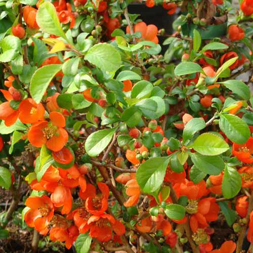 1 buc, Gutui Clementine - : Mod de ambalare: 1 buc