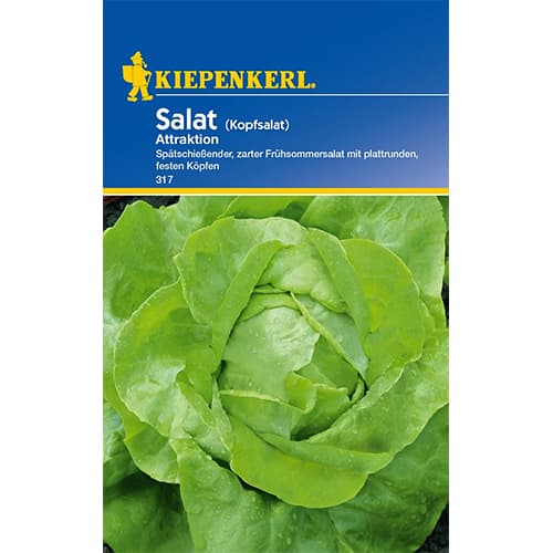 1 pac, Salată verde Attraktion - Semințe: Mod de ambalare: 1 pac