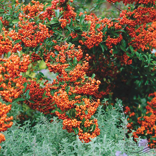 1 buc, Pyracantha Firelight - Răsaduri: Mod de ambalare: 1 buc