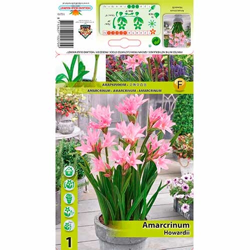 1 cib, Amarcrinum Howardii - : Monžstvo balíkov: 1 cib