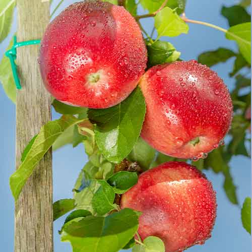 1 szt, Apfel (columnar) Carneval - Setzlinge: Ilość w opakowaniu: 1 szt