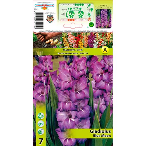7 Stück, Großblumige Gladiole Blue Moon - Zwiebeln: Ilość w opakowaniu: 7 Stück
