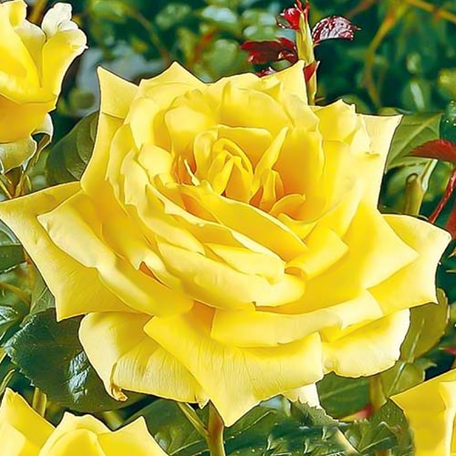 1 Pflanze(n), Edelrose Gelbe Rose, root ball - Setzlinge: Ilość w opakowaniu: 1 Pflanze(n)