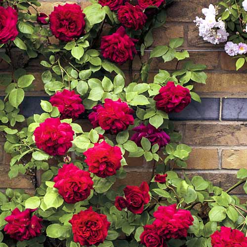 1 Pflanze(n), Kletterrose Don Juan - Setzlinge: Ilość w opakowaniu: 1 Pflanze(n)