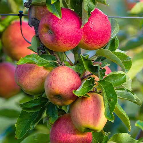 1 szt, Apfel (columnar) Fuji - Setzlinge: Ilość w opakowaniu: 1 szt