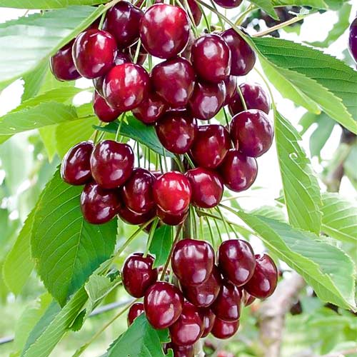 Cereja colunar Caroline , C2 - Plântulas: Ilość w opakowaniu: 1 plant