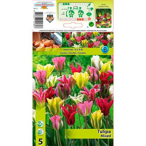 Tulipán Viridiflora Mixed - Bulbos: Ilość w opakowaniu: 5 bulbos