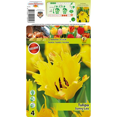 Tulipán Sunny Leo - Bulbos: Ilość w opakowaniu: 5 bulbos