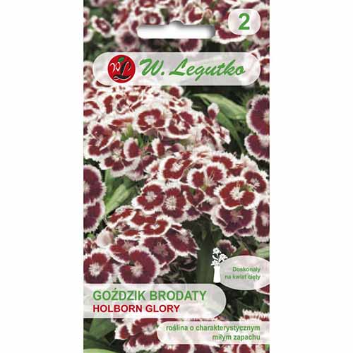1 szt, Goździk brodaty Holborn Glory Legutko - Nasiona: Ilość w opakowaniu: 0.5 g