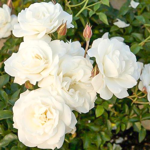 3 buc, Trandafir floribunda White Diadem - : Mod de ambalare: 3 buc