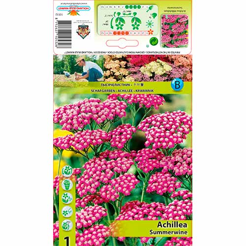 1 buc, Coada șoricelului (Achillea) Summerwine - Bulbi: Mod de ambalare: 1 buc