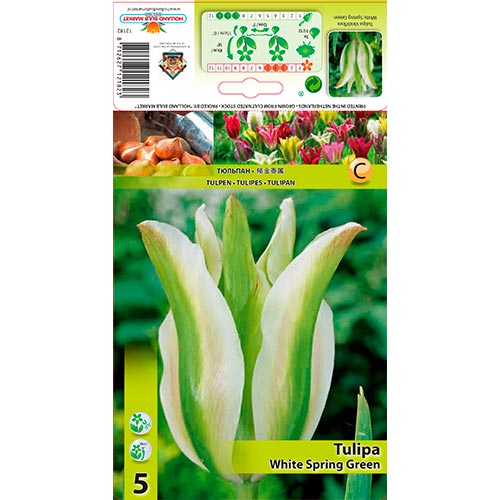 5 buc, Lalele White Spring Green - Bulbi: Mod de ambalare: 5 buc