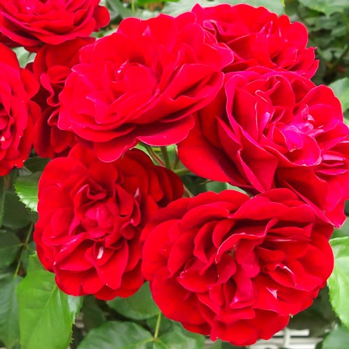 1 buc, Trandafir Floribunda Lilli Marleen - Butași: Mod de ambalare: 1 buc