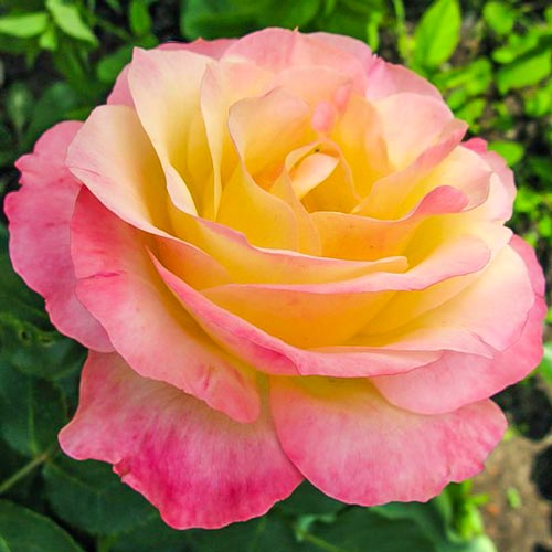 1 buc, Trandafir (Rosa) teahibrid Gloria Dei - Butași: Mod de ambalare: 1 buc