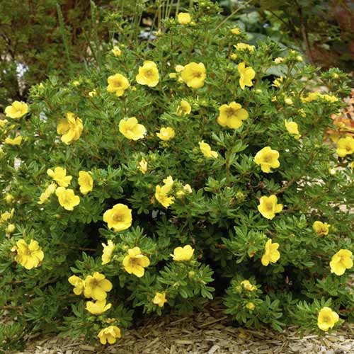 1 buc, Potentilla Double Punch Gold PBR, C2 - Puieți: Mod de ambalare: 1 buc