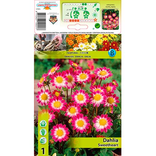 1 buc, Dalie Sweetheart - Bulbi: Mod de ambalare: 1 buc