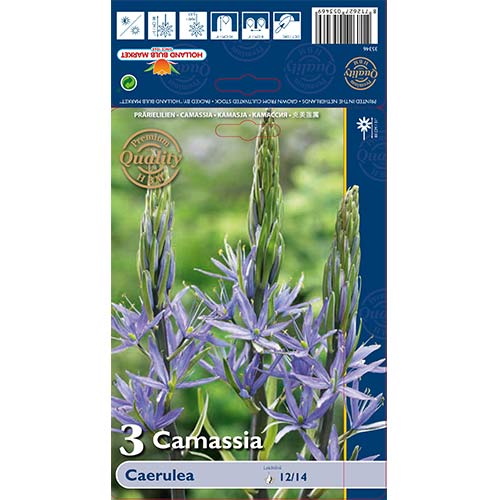 3 kus, Ladoník Leichtlinii Caerulea - : Monžstvo balíkov: 3 kus