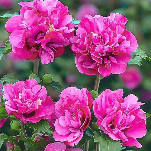 1 saz, Ibišek Duc de Brabant, P9 - : Monžstvo balíkov: 1 saz