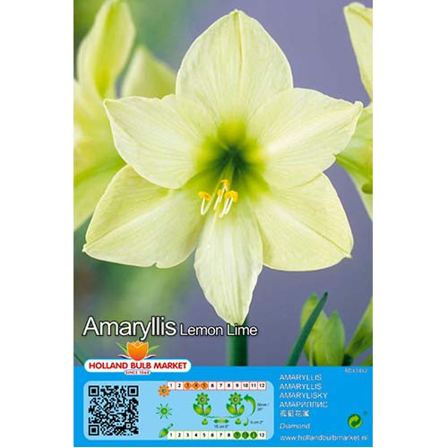 1 kus, Hvězdník (Amaryllis) Lemon Lime - : Monžstvo balíkov: 1 kus