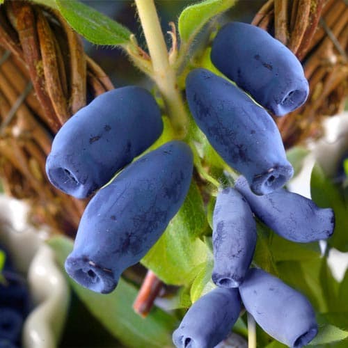 1 saz, Zimolez kamčatský Honeyberry - : Monžstvo balíkov: 1 saz
