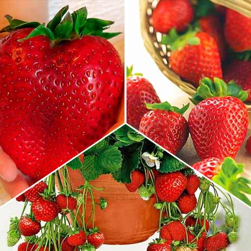 15 saz, Super nabídka! Sada Velká úroda z 3 odrůd jahodníků - : Monžstvo balíkov: 15 saz