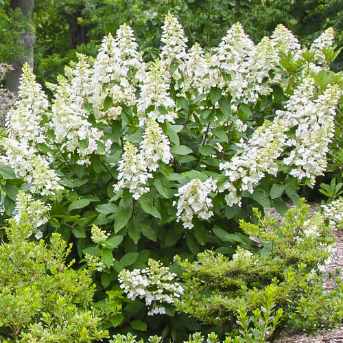 Hortenzia metlinatá Grandiflora - : Monžstvo balíkov: 1 sad