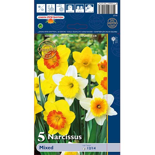 5 cib, Narcis trubicovitý,mix - : Monžstvo balíkov: 5 cib