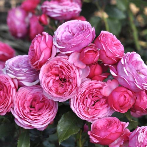 Ruža floribunda Pink Vaza , C3 - : Monžstvo balíkov: 1 sad