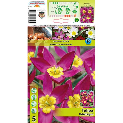 5 cib, Tulipán Odalisque - : Monžstvo balíkov: 5 cib