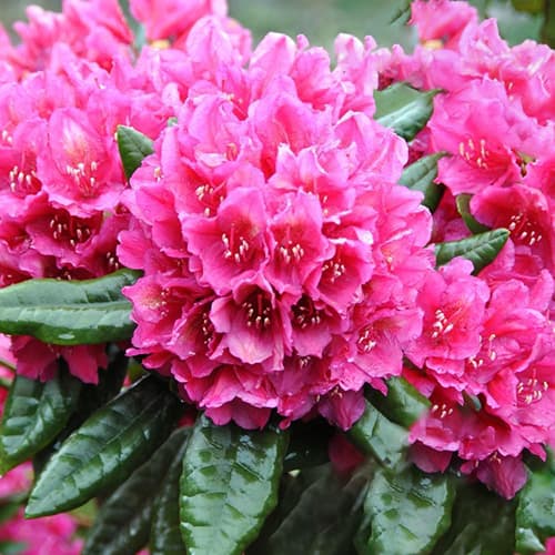 Rododendron Rodrigo - : Monžstvo balíkov: 1 sad