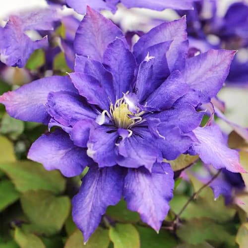 1 Pflanze(n), Clematis Daniel Deronda - Setzlinge: Ilość w opakowaniu: 1 Pflanze(n)