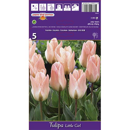 5 Stück, Tulpe Little Girl - Blumenzwiebeln: Ilość w opakowaniu: 5 Stück