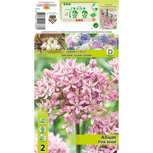 2 none, Allium Pink Jewel - Blumenzwiebeln: Ilość w opakowaniu: 2 none