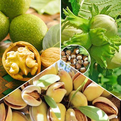 Conjunto de nozes, 3 mudas - Plântulas: Ilość w opakowaniu: 3 plant