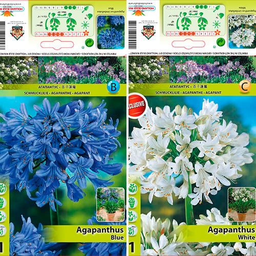 Grande oferta! Agapanthus, conjunto de 2 variedades - Plantas perenes: Ilość w opakowaniu: 2 bulbe