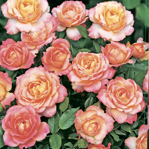 Rosa floribunda Briosa , C5 - Plántulas: Ilość w opakowaniu: 1 plantas