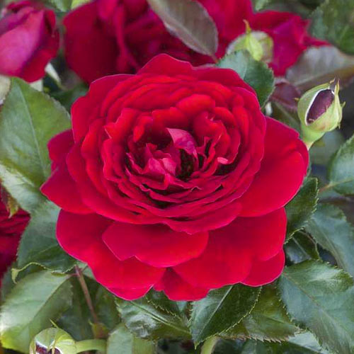 Rosa floribunda Chic Fashion , С3 - Plántulas: Ilość w opakowaniu: 1 plantas